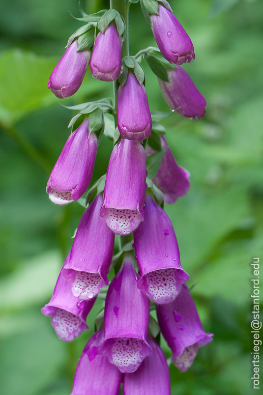 foxglove